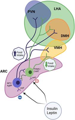 Parental obesity-induced changes in developmental programming